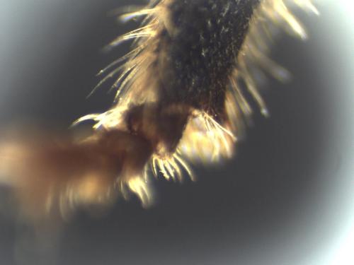 Réf. 334 606 : Eucera longicornis